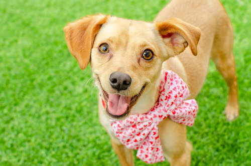 PERDITA - Terrier / Chihuahua available for adoption
