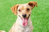 Perdita - Photo 2