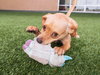 Perdita - Photo 3