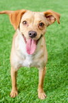 Perdita - Photo 4