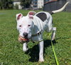 Russell - Photo 3