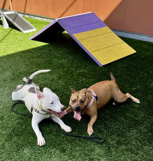 RUSSELL - Bull Terrier available for adoption