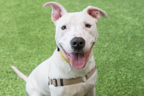 Russell, an adoptable Bull Terrier in Burlingame, CA