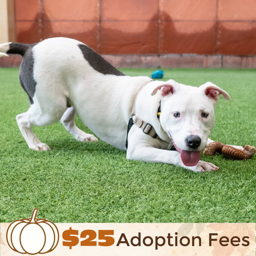 Russell, a dog for adoption from Peninsula Humane Society & SPCA