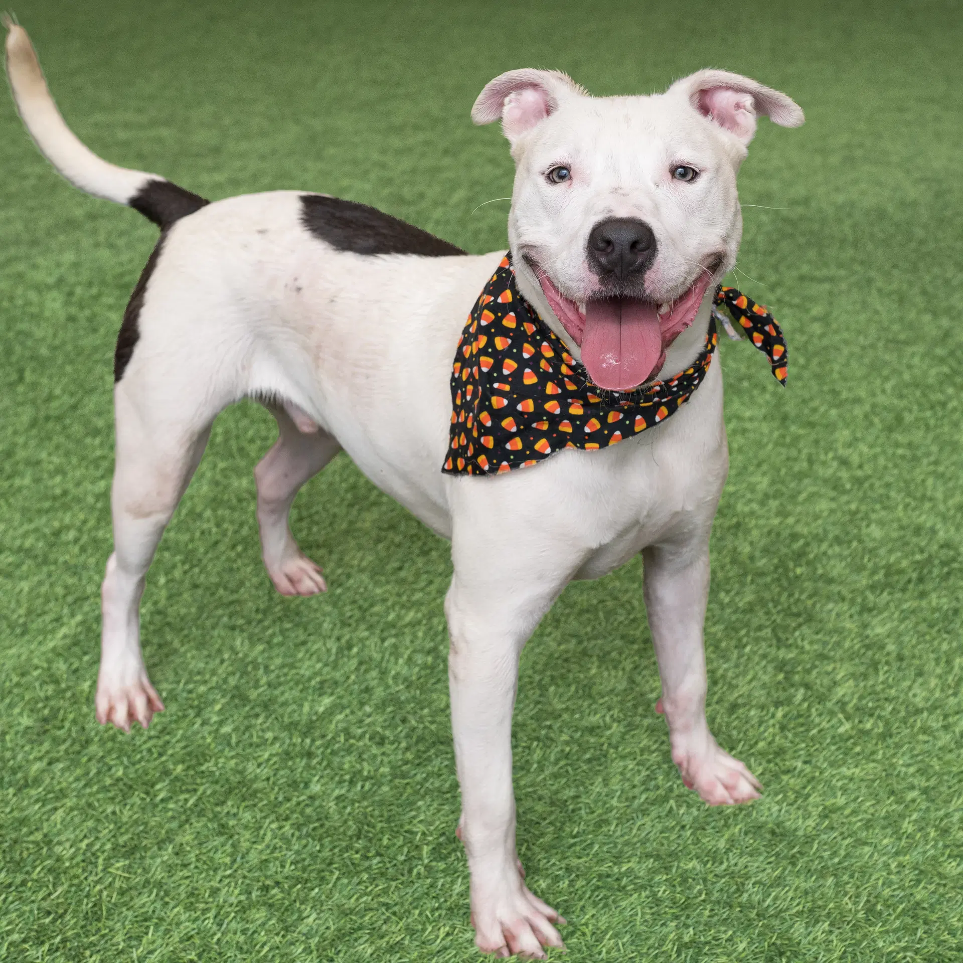 Russell - Bull Terrier