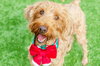 Lacey - Photo 1