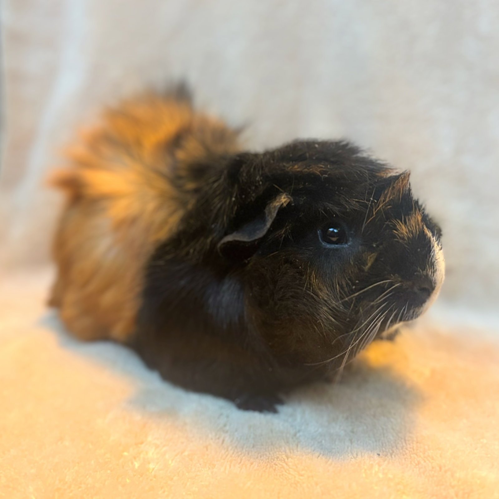 Maple (M) Image