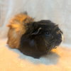 Maple (M) - Photo 1