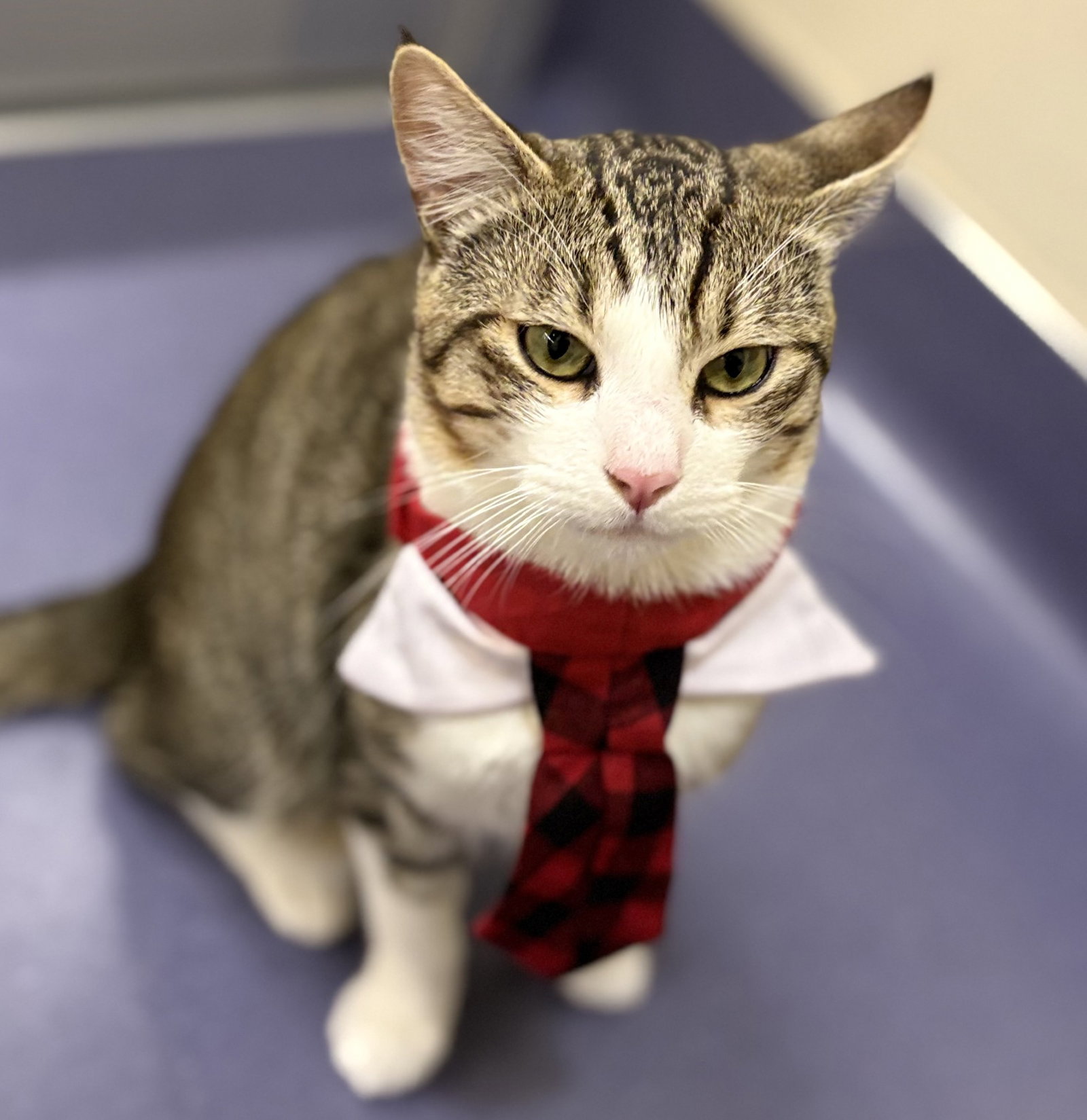 Sir Meows A Lot Image