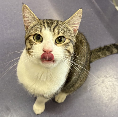 SIR MEOWS A LOT - Domestic Short Hair / Tabby available for adoption