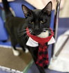 Jiji - Photo 1