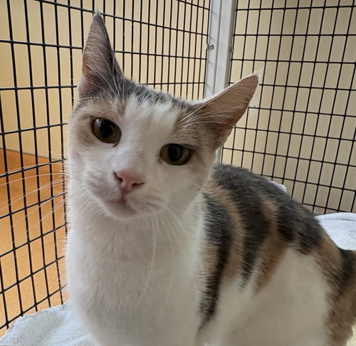 PUMPKIN PATCH - Domestic Short Hair available for adoption
