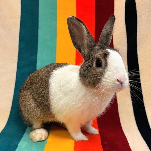 JASKIER - Dutch available for adoption