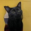 Tarot & Moxie - Photo 4