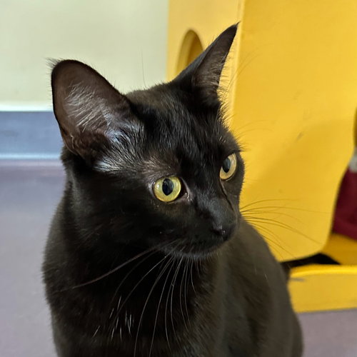 TAROT & MOXIE - Domestic Short Hair available for adoption