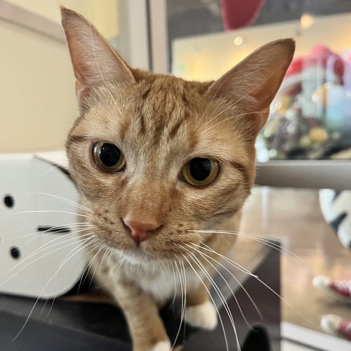 TAROT & MOXIE - Domestic Short Hair available for adoption