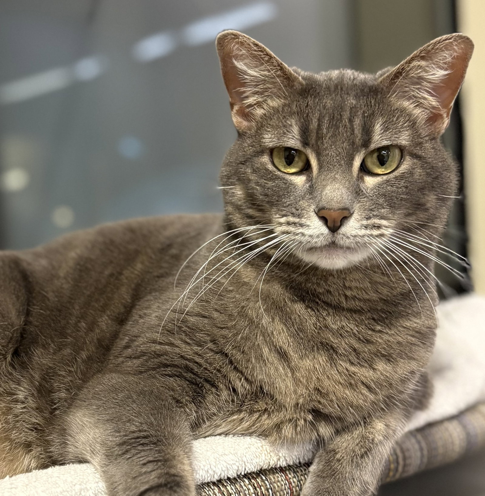 Lucy the Senior! Image