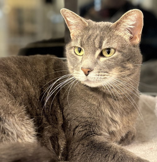 LUCY THE SENIOR! - Domestic Short Hair / Tabby available for adoption