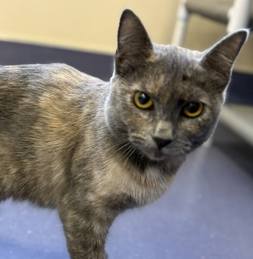 EVE - Domestic Short Hair available for adoption