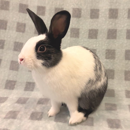 SCOOTER - Shorthaired Rabbit available for adoption