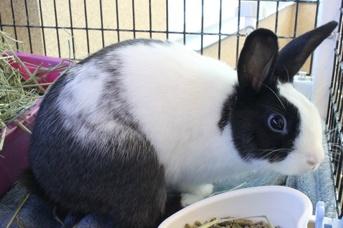 SCOOTER - Shorthaired Rabbit available for adoption