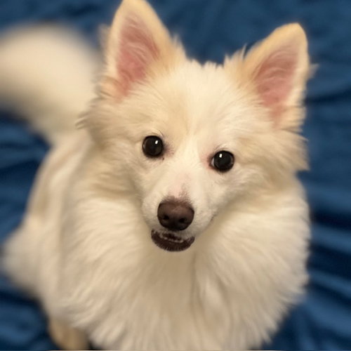 LUMI THE PUPPY! - Pomeranian / Terrier available for adoption