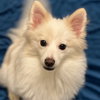 Lumi the Puppy! - Photo 2