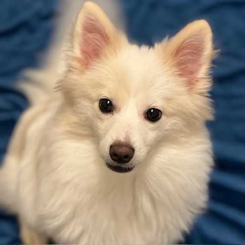 LUMI THE PUPPY! - Pomeranian / Terrier available for adoption