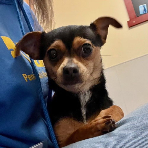 ROLITA - Chihuahua available for adoption