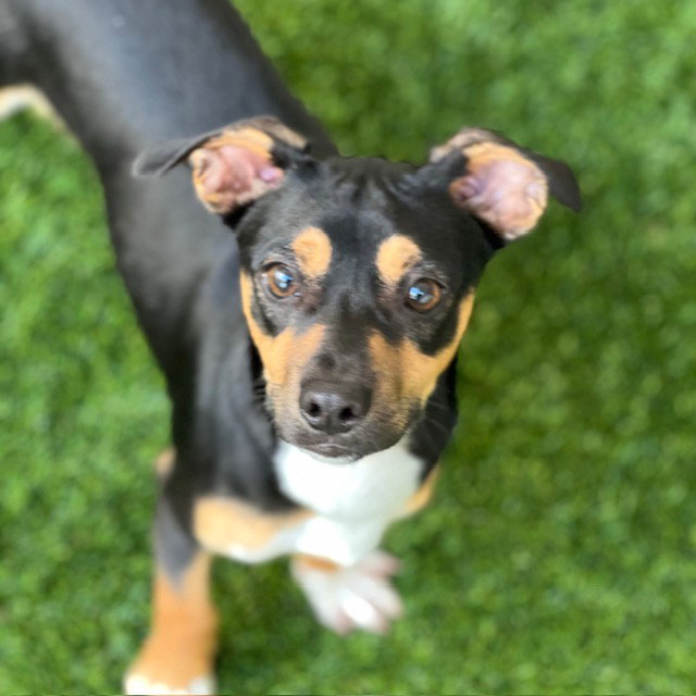 Puppies, Small Breed