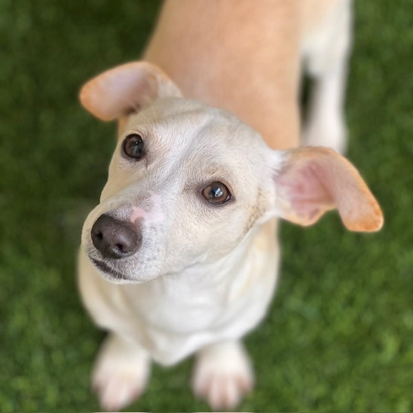Puppies, Small Breed