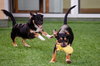 Puppies, Small Breed - Photo 2