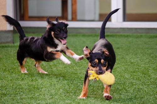 PUPPIES, SMALL BREED - Terrier available for adoption