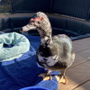 Bonnie - Photo 2