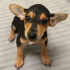 Chiweenie Puppies! - Photo 1