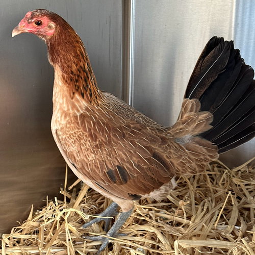 CHIQUITA - Chicken available for adoption
