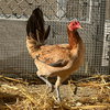 Chiquita - Photo 1
