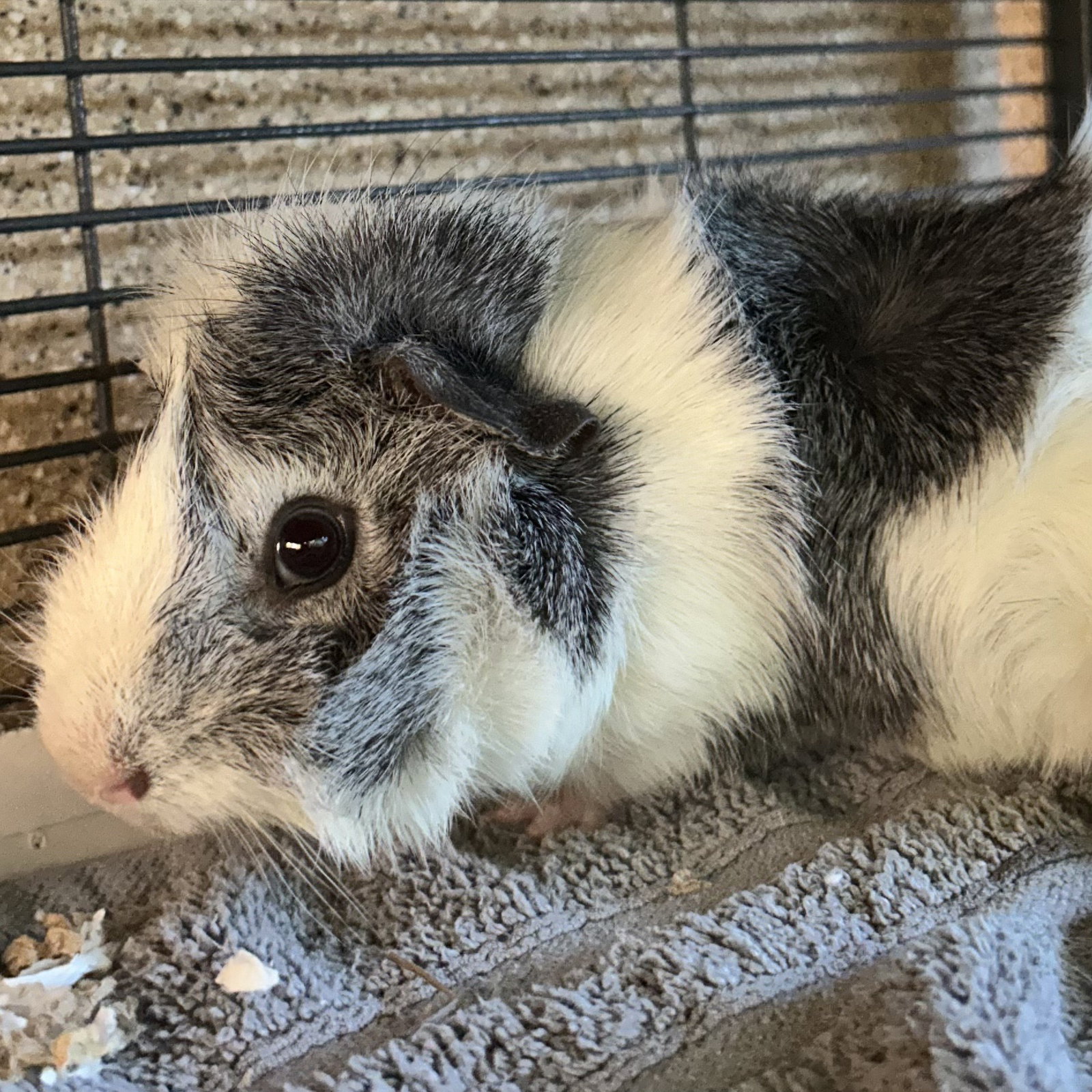 Mr. Bubbles (M) Image