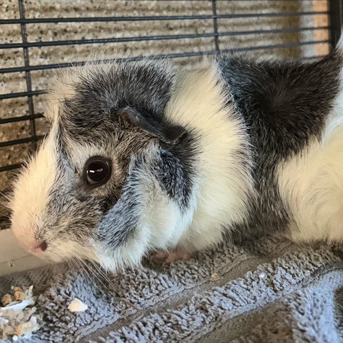 MR. BUBBLES (M) - Guinea Pig available for adoption
