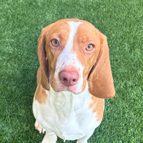 CASSY - Beagle / Basset Hound available for adoption