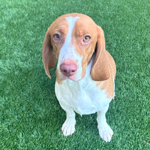 CASSY - Beagle / Basset Hound available for adoption