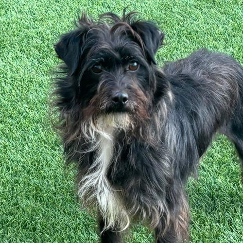 TINA - Miniature Pinscher / Poodle (Miniature) available for adoption