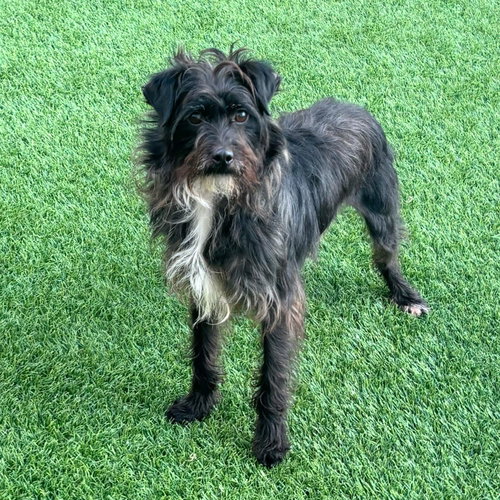 TINA - Miniature Pinscher / Poodle (Miniature) available for adoption
