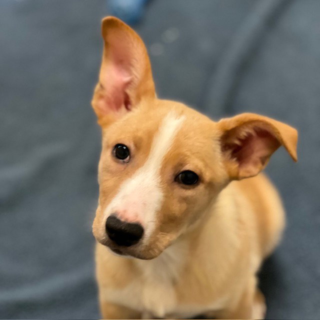 Leo the Puppy! Image