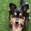 Chiquita the Senior! - Photo 2