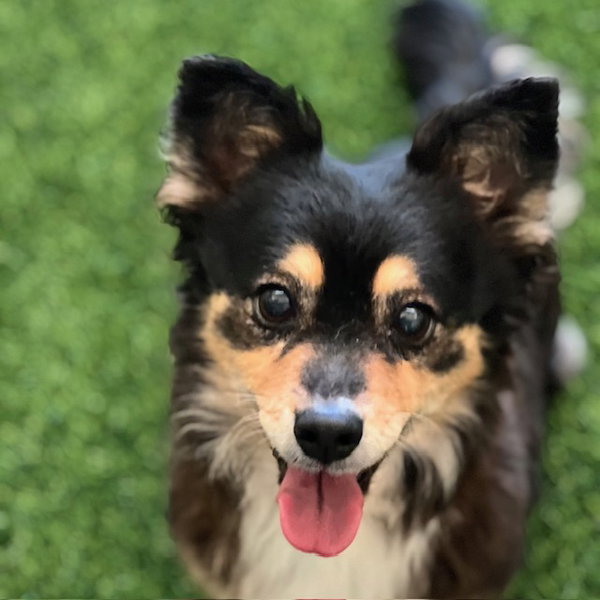 Chiquita the Senior!