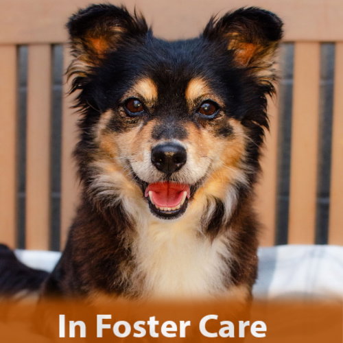 CHIQUITA THE SENIOR! - Spaniel / Chihuahua available for adoption