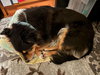 Chiquita the Senior! - Photo 4