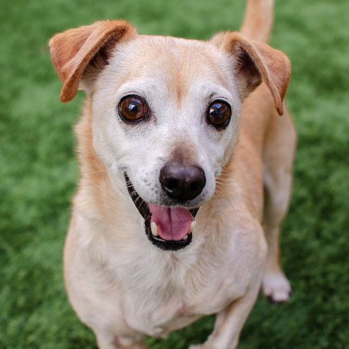 XANDER THE SENIOR! - Chihuahua available for adoption