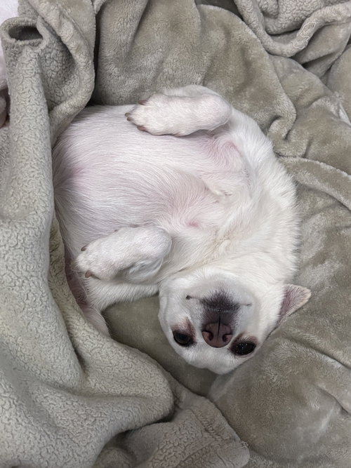 ESTELLE THE SENIOR! - Chihuahua available for adoption